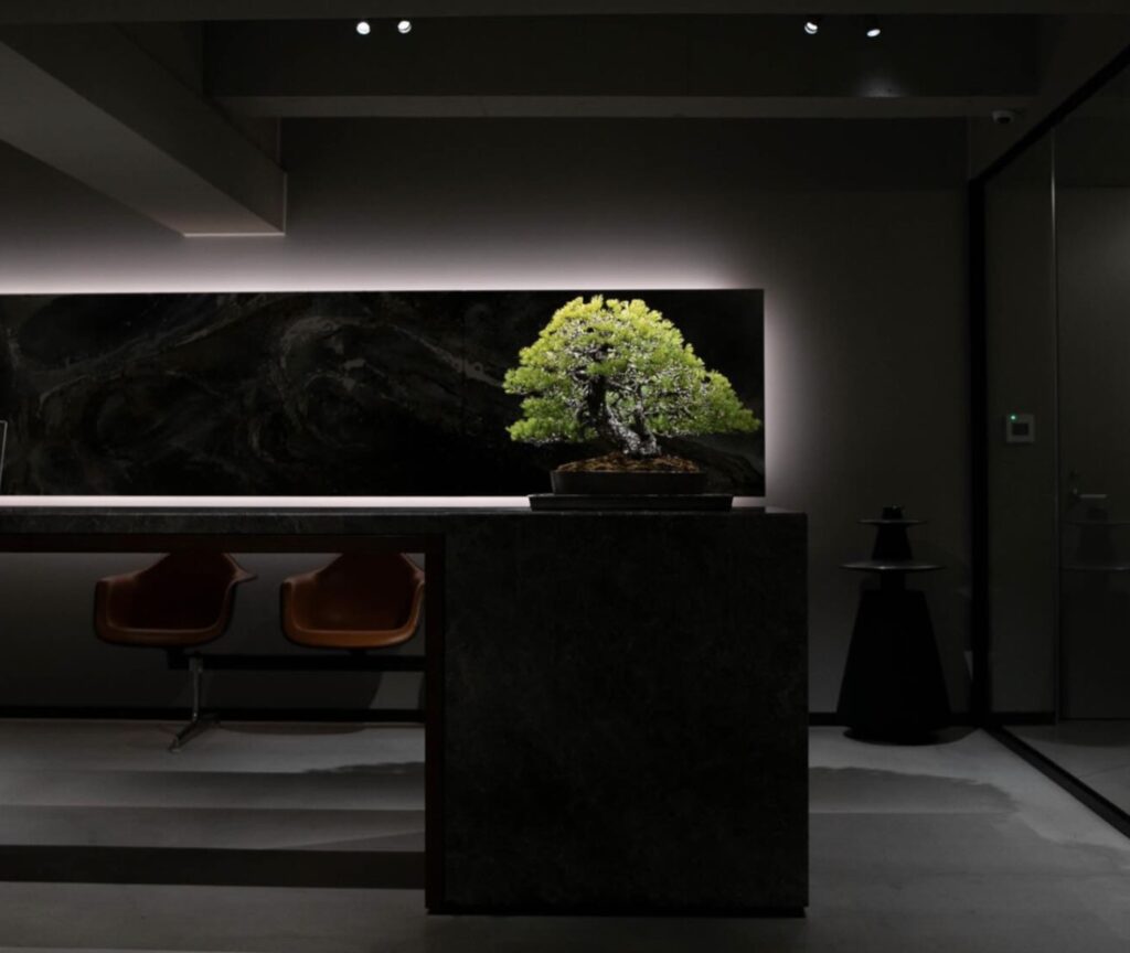 Bonsai Den Haag